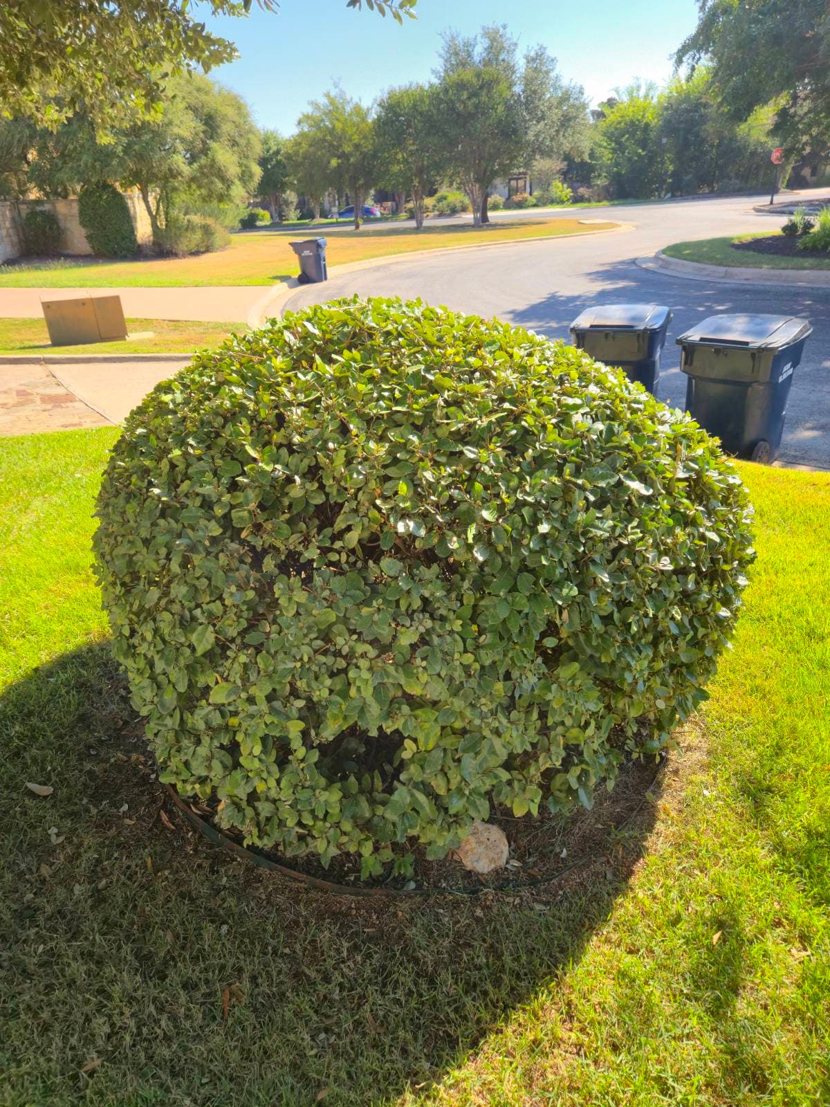 Stunning Shrub Trimming in Liberty Hill image