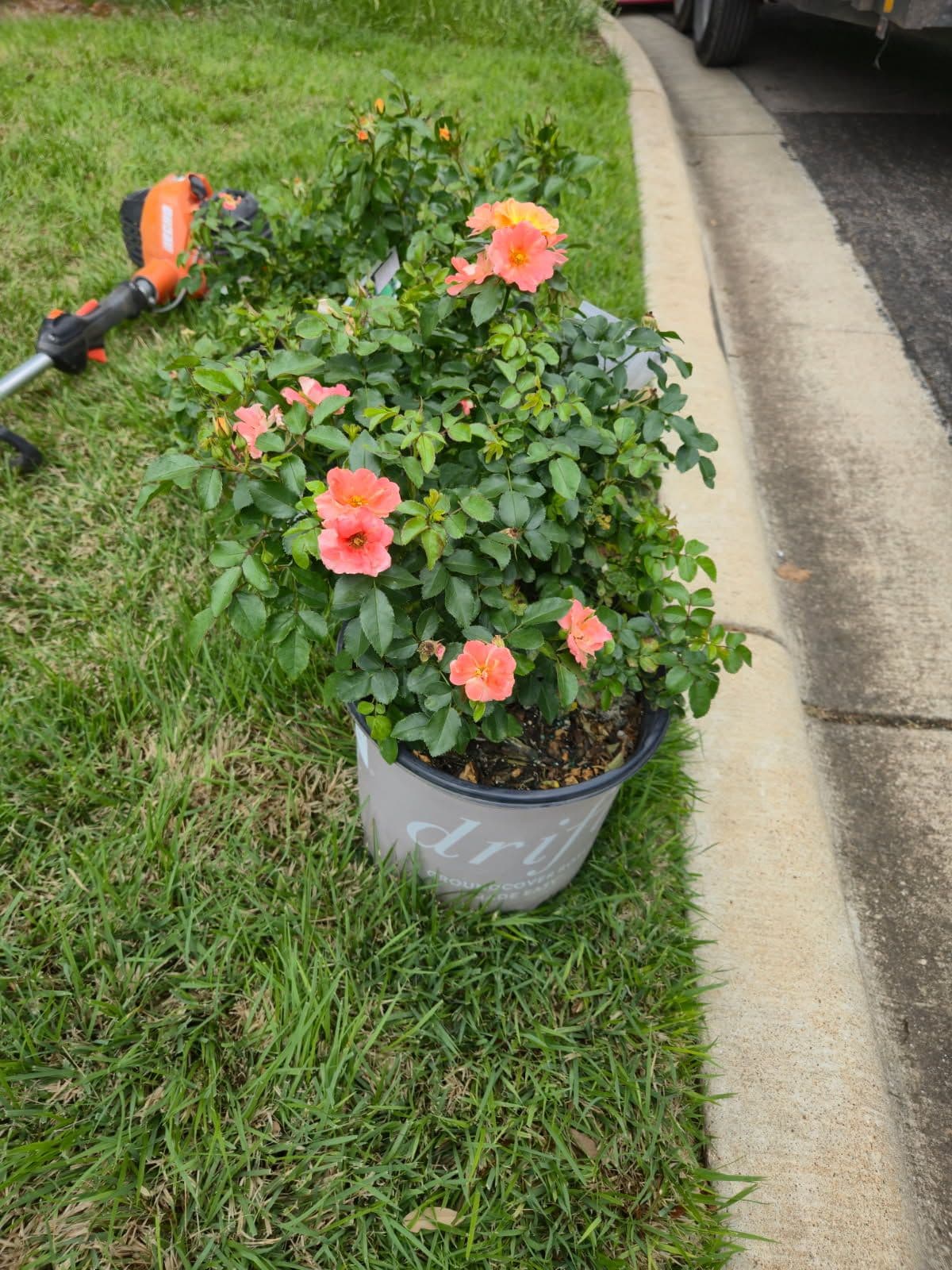 Gallery photos for Transformative Flowerbed Revamp in Georgetown: Image #1