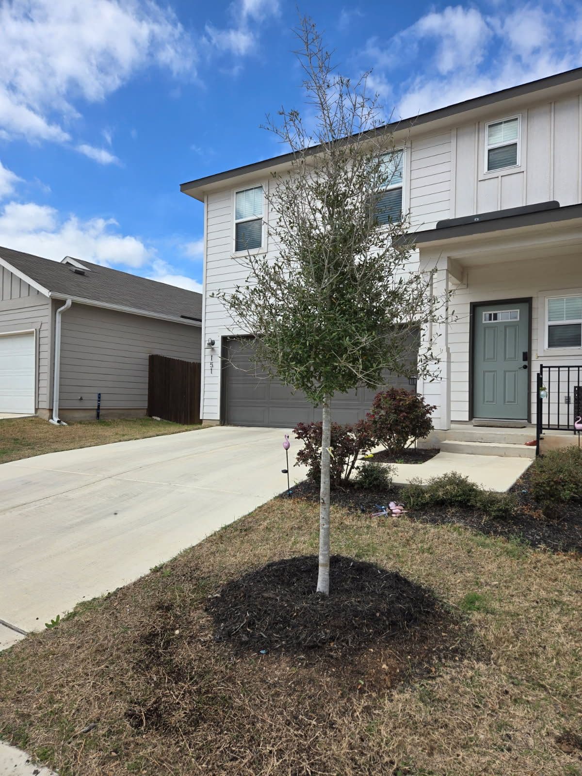 Live Oak Tree Installation in Suburban Yard image