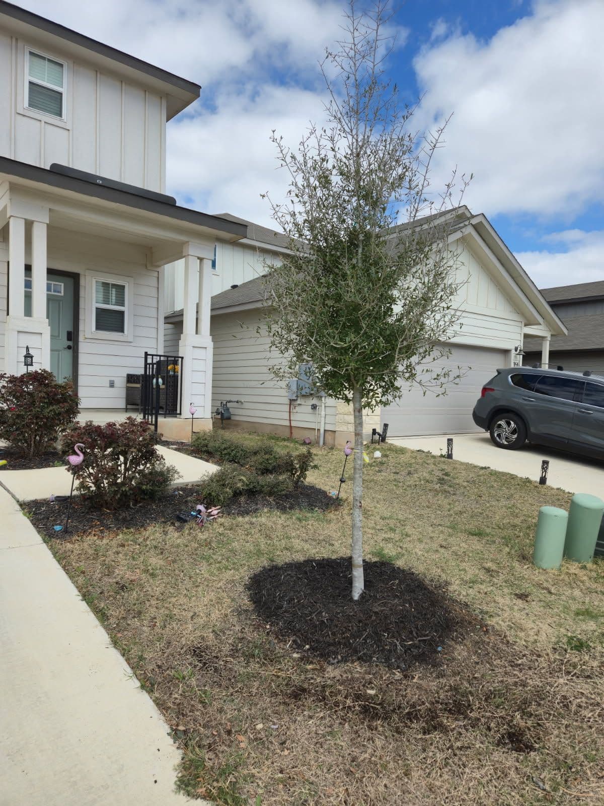 Gallery photos for Live Oak Tree Installation in Suburban Yard: Image #1